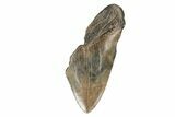 4.83" Partial, Fossil Megalodon Tooth  - #193965-1